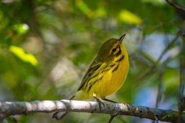 Prairie Warbler bir ağacın dalında. Yüksek kalite fotoğraf. Güneşli bir günde Florida, Tampa Körfezi 'nde çekildi..