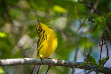 Prairie Warbler bir ağacın dalında. Yüksek kalite fotoğraf. Güneşli bir günde Florida, Tampa Körfezi 'nde çekildi..