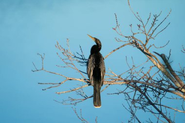 Anmeninga bir ağacın dalına tünemişti. Tampa Bay, Florida 'da güneşli bir günde çekilmiş. Yüksek kalite fotoğraf