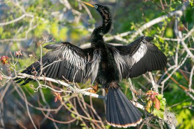 Bir dalda güneşlenmek gibi. Yüksek kalite fotoğraf. Güneşli bir günde Florida, Tampa Körfezi 'nde çekildi..