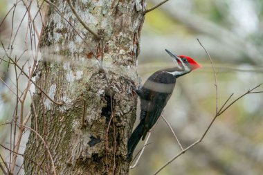 Ağacın kenarına istiflenmiş ağaçkakan. Tampa Bay, Florida 'da bulutlu bir günde çekildi. Yüksek kalite fotoğraf