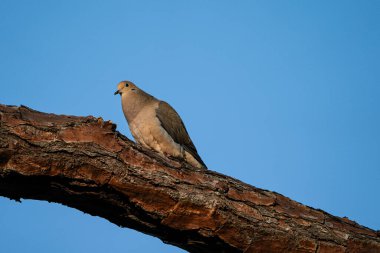 Bir ağacın dalında yas tutan güvercin. Yüksek kalite fotoğraf. Güneşli bir günde Florida, Tampa Körfezi 'nde çekildi..