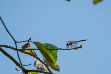 Yusufçuk bir ağacın dalında dinleniyor. Yüksek kalite fotoğraf. Güneşli bir günde Florida, Tampa Körfezi 'nde çekildi..