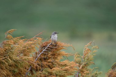 Kuzey Alaycı Kuş bir ağacın tepesine tünemişti. Bulutlu bir günde Florida, Sarasota 'da çekildi. Yüksek kalite fotoğraf