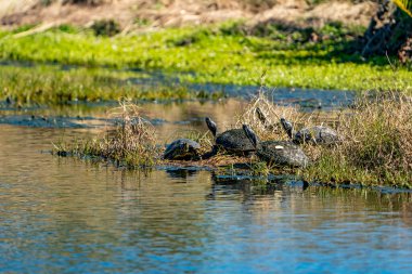 Gölün kıyısında güneşlenen Pond Sliders 'lar. Yüksek kalite fotoğraf. Güneşli bir günde Florida, Tampa Körfezi 'nde çekildi..