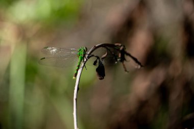 Büyük Pondhawk bir bitkinin üzerinde dinleniyor. Yüksek kalite fotoğraf. Güneşli bir günde Florida, Tampa Körfezi 'nde çekildi..