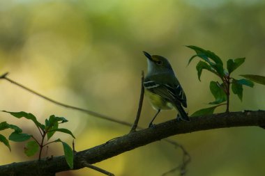 Beyaz gözlü Vireo bir dalda. Yüksek kalite fotoğraf. Güneşli bir günde Florida, Tampa Körfezi 'nde çekildi..
