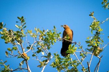 Dişi Tekne Kuyruklu Grackle bir ağacın tepesinde. Yüksek kalite fotoğraf. Güneşli bir günde Florida, Tampa Körfezi 'nde çekildi..