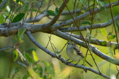Beyaz gözlü Vireo bir dalda. Yüksek kalite fotoğraf. Güneşli bir günde Florida, Tampa Körfezi 'nde çekildi..
