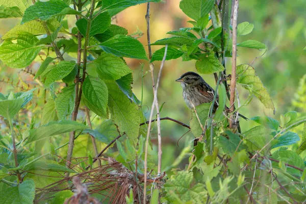 Bataklık Serçesi bir çalılığa tünedi. Yüksek kalite fotoğraf. Güneşli bir günde Florida, Tampa Körfezi 'nde çekildi..