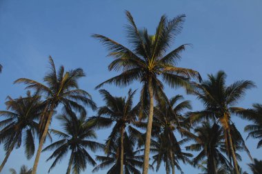 Hindistancevizi ağaçları açık hava koşullarında sahilde uzar ve 27 Ekim 2019 'da Endonezya' nın Doğu Cava bölgesindeki mavi gökyüzünü gösterir.
