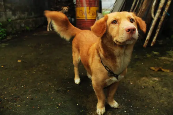 5 Şubat 2018 'de Semarang, Endonezya' da mobilya dolu bir evin garajının arkasında iki kahverengi köpek duruyor..