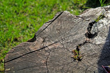 Yazın kurumaya başlayan ve 17 Mayıs 2021 'de Semarang, Endonezya' daki yeşil çimenlerin arka planında otlarla kaplanmış bir kütükteki kama deseni yapısı..