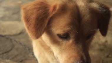 Şirin kahverengi köpek suratı ileriye bakıyor