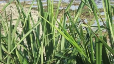 Kokulu Screwpine veya Pandanus fascicularis, Pandanus odorifer, Pandanus tectorius sahildeki mercan resiflerinin yanında büyüyen gelgitte