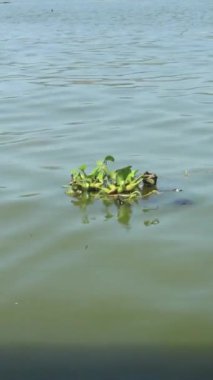 Sümbül bitkileri gölün ortasında yüzüyor.