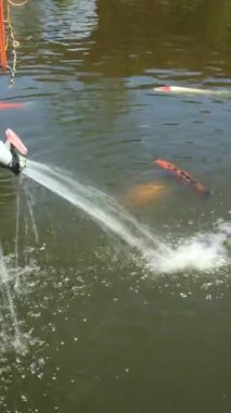 Su bir borudan Koi balığının havuzuna akıyor, Cyprinus Rubrofuscus..
