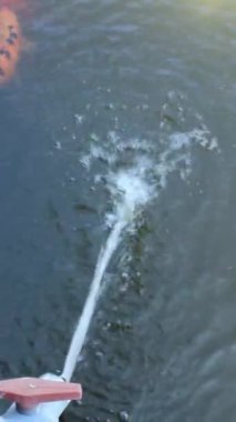 Tüm Koi ve Cyprinus rubrofuscus balıkları borunun tepesinden düşen su banyosuna yaklaşır..