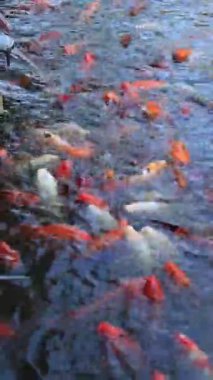 Tüm Koi ve Cyprinus rubrofuscus balıkları borunun tepesinden düşen su banyosuna yaklaşır..