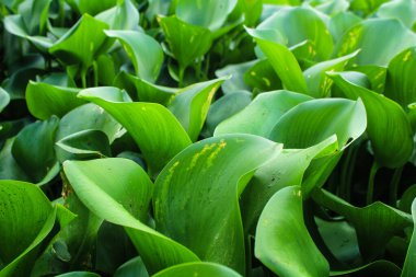 Yeşil sümbül yaprakları ya da Eichhornia crassipes