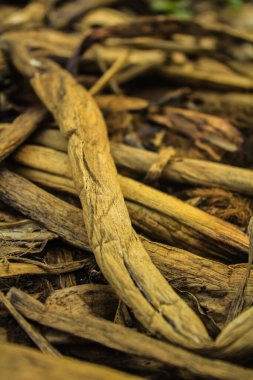 Kurumuş nemli kahverengi su sümbülü sapları yere saçılmış.