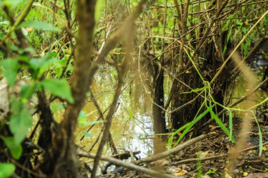 Kahverengi bulanık suyun bataklığa ulaştığı nehir kıyısında vahşi bitkiler gelişir..