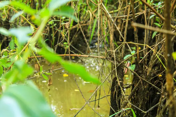 Kahverengi bulanık suyun bataklığa ulaştığı nehir kıyısında vahşi bitkiler gelişir..