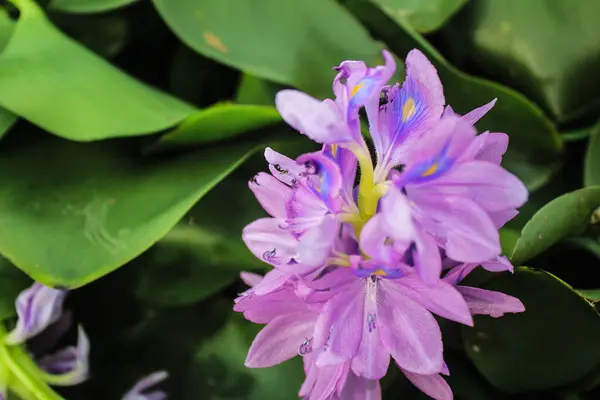 Stock image Close-up of purple water hyacinth flowers blooming