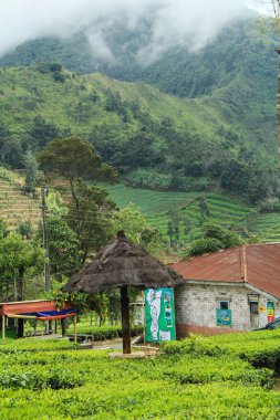 Wonosobo Regency, Central Java, Endonezya 'daki sis kaplı dağlarla çevrili bir çay bahçesinin ortasından bir manzara..