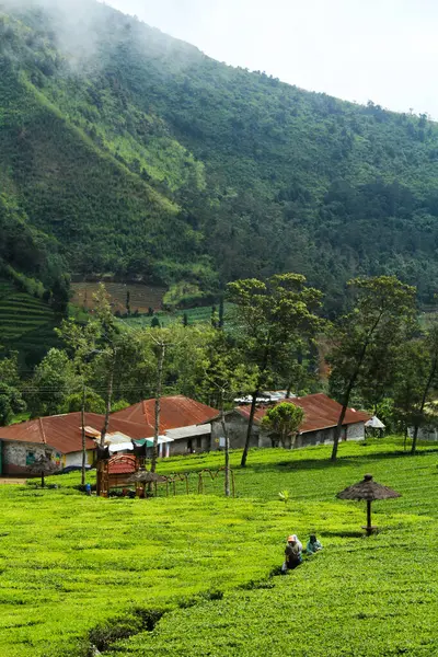 stock image Malang, Indonesia - June 10, 2021 : Tourists enjoying the freshness of the natural scenery in the middle of the tea garden with a mountainous background in Malang Regency, East Java.