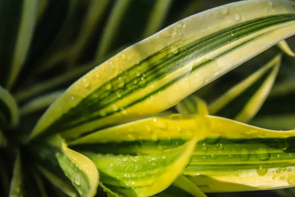 Dracaena yaprakları bahçede sabah çiği ile kaplanmış.