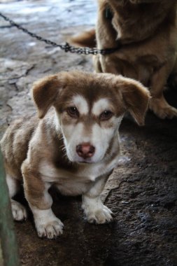Kahverengi ve beyaz bir köpek yavrusu dik dik bakar.