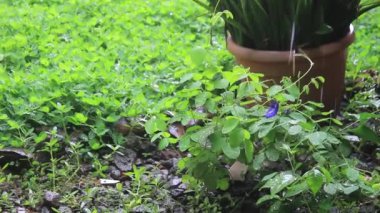 Evin çatısından yağmur damlaları Arachis pintoi çimlerini, Telang çiçek bitkilerini, kaya yığınlarını ve saksı bitkilerini ıslattı..