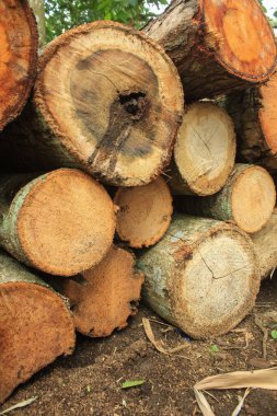 Ağaç gövdeleri yığılıyor, kereste sanayisi. Tahta yığınları yere konur..