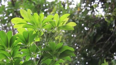 Su damlacıkları cüce şemsiyesine sabitlenmiş yeşil yapraklar sapı ya da Schefflera aktinofilla ya da Walisongo yaprağı. Ağaç yapraklarının üzerine orta yoğunluktaki yağmur yağıyor.
