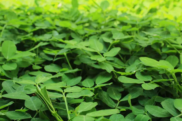 Arachis pintoi Brezilya 'nın Cerrado şehrinde yetişen bir fasulye bitkisidir. Çimen benzeri sarmaşıklarıyla karakterize edilir.