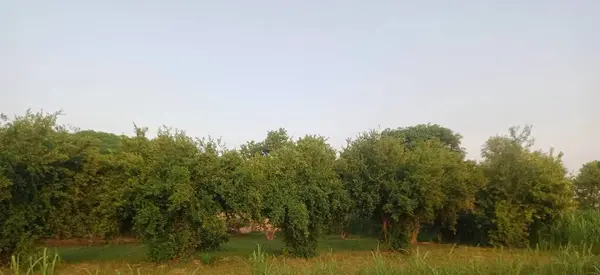 stock image pomegranate plants in a row with fruits from a field in Punjab Pakistan. very delicious fruit famous all over the world having some medical importance 