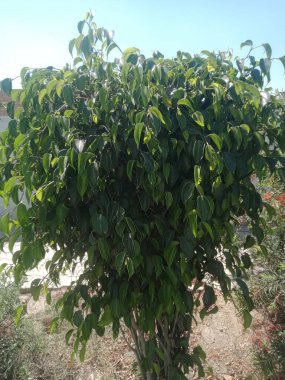 Phicus bitkisi Pakistan, Punjab 'da bir parkta serpildi, huzurlu kamusal alana doğal güzellik ve yeşillik kattı..