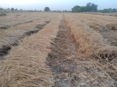 hasat edilen tarlada saman ve buğday taneleri