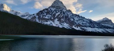 Romanya 'da bir vahşi yaşam ayısı aniden ele geçirildi
