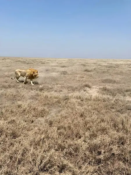 Çimenli bir tepenin üstünde yürüyen görkemli bir aslan, rüzgarda esen altın yelesi aşağıdaki engin savanayı inceliyor..