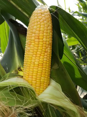 Hasat mevsiminde mısır tarlalarındaki mısır koçanları kavrulmuş mısır veya temel gıda olarak kullanılabilir.