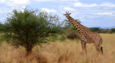 Afrika savanasında dimdik duran göz kamaştırıcı bir zürafa. Paltosunun karmaşık desenleri yemyeşil çevresiyle çok güzel tezat oluşturuyor, vahşi yaşamın özünü yakalıyor..