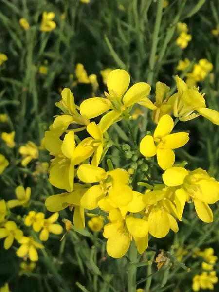 İlkbaharda bir tarlada kolza, brassica napus