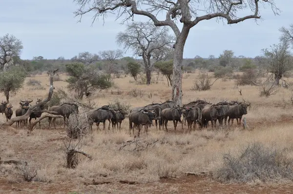 Güney Afrika 'da geniş bir alanda çayırların ortasında vahşi hayvanlar. Vahşi doğadaki memeliler.