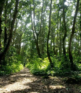 Sabah ışığında doğal yeşil kayın ormanlarında yürüyüş yaparken, güneş sabah sisinin içinde parlıyor, Ziegeroda Ormanı, Saksonya-Anhalt, Almanya, Avrupa