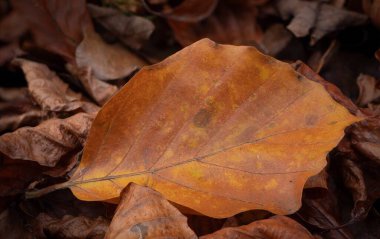 Autumn forest in Thailand and background leaf pattern dry leaf