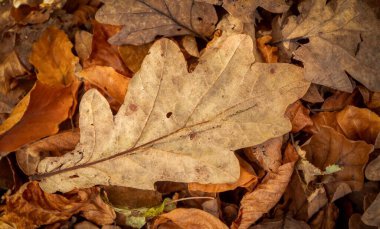 Polonya, sonbahar aylarında ormandaki meşe yapraklarının üzerinde.
