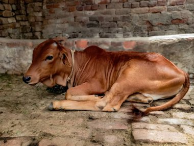 Gün batımında ağaçların arasında güneşin güzel manzarası, Sonbahar renkli ağaçların tepeleri yükselen güneşin altın ışığında parlıyor..
