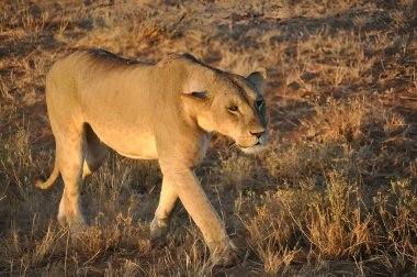 Delen gözler ve alçak, kararlı bir hırıltı ile, kızgın bir dişi aslan uçsuz bucaksız savanın altın çimlerinde hareket eder. Önüne doğru adım atarken, kasları parlak ceketinin altında dalgalanır, kuyruğu gerilimle titreşir.